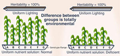 chart: unequal plants