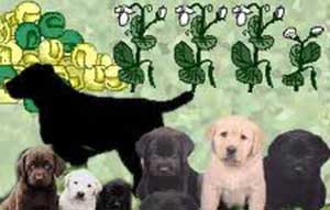 Evolution category