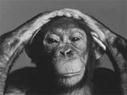 a chimpanzee
